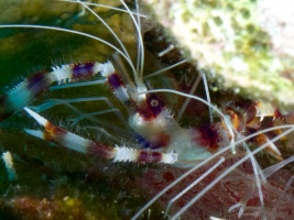 Banded Coral Shrimp IMG 7354